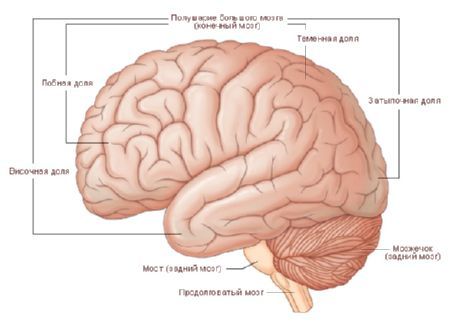 Головной мозг. Полушария мозга