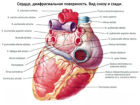Сердце