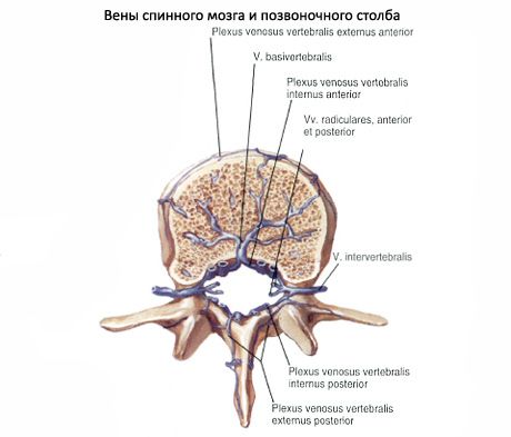 Спинной мозг
