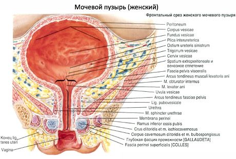 Мочевой пузырь (vesica urinaria)