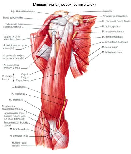 Двуглавая мышца плеча (бицепс плеча)