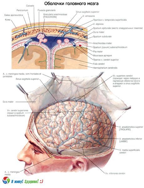 Оболочки головного мозга