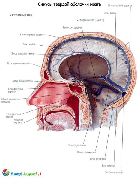 Синусы (пазухи) твердой оболочки головного мозга