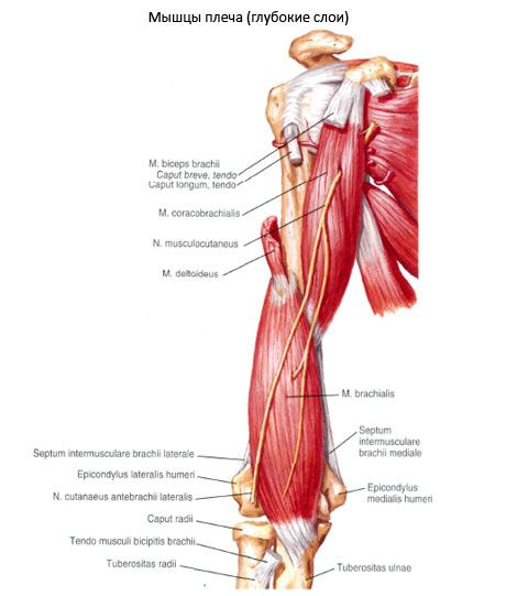 Плечевая мышца