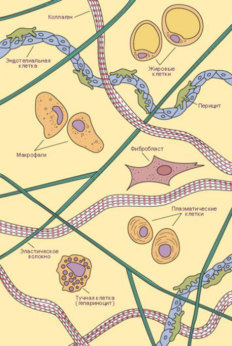 Соединительная ткань. Типы клеток и волокон рыхлой соединительной ткан