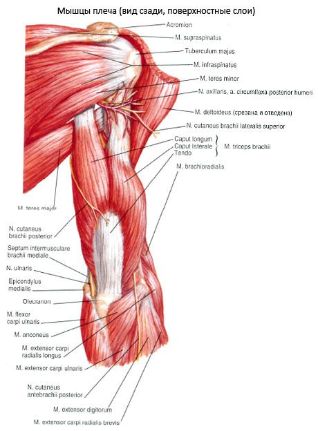 Трехглавая мышца плеча (трицепс пелча)