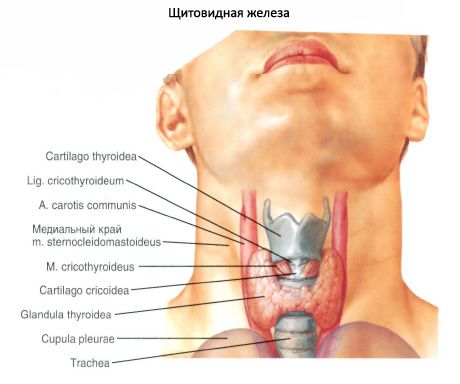 Щитовидная железа (glandula thyroidea)
