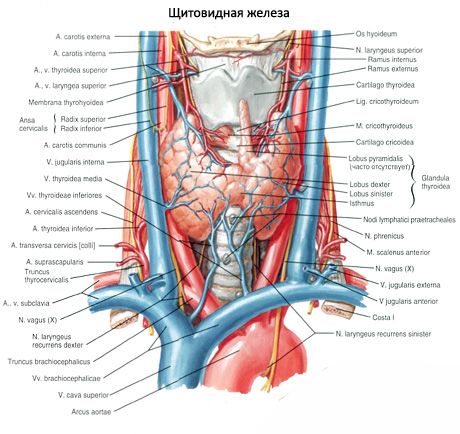 Щитовидная железа (glandula thyroidea)